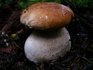 Tempo dei funghi