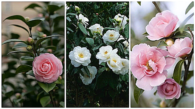 How camellia became Chanel's favorite flower